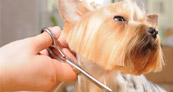 peluqueria para perros en monterrey