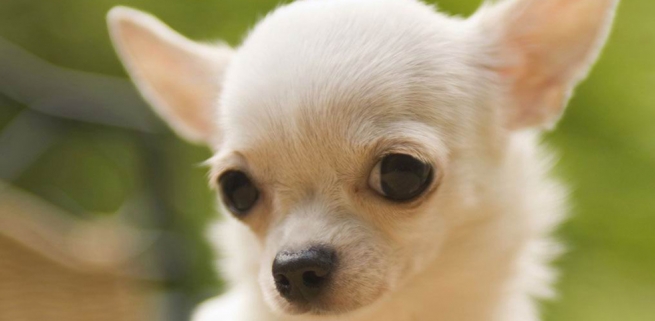 Perro Chihuahua